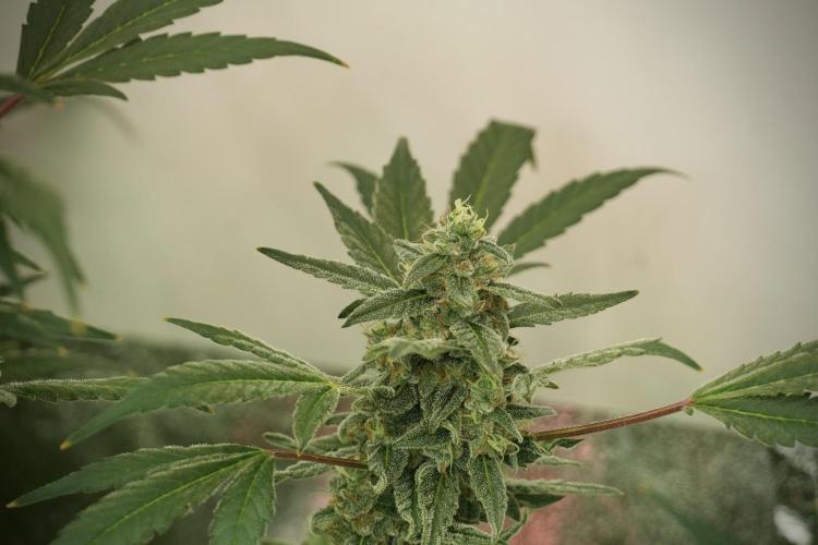 Catching The Ghost Train Haze @ Zamnesia. Week 12 - Ghost Train Haze no veg 