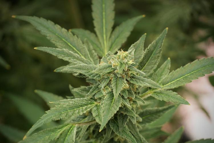 Catching The Ghost Train Haze @ Zamnesia. Week 12 - Ghost Train Haze no veg 