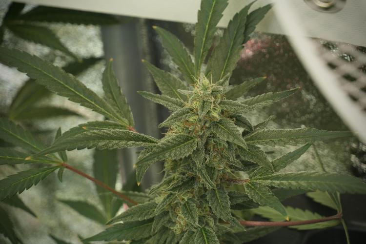 Catching The Ghost Train Haze @ Zamnesia. Week 12 - Ghost Train Haze no veg 