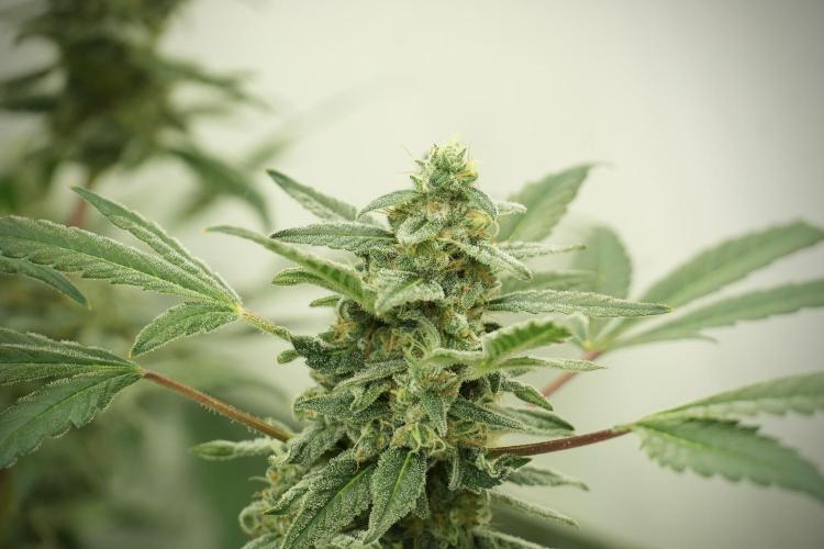 Catching The Ghost Train Haze @ Zamnesia. Week 12 - Ghost Train Haze no veg 