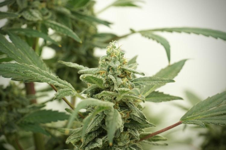 Catching The Ghost Train Haze @ Zamnesia. Week 12 - Ghost Train Haze no veg 