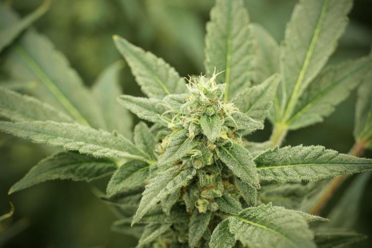 Catching The Ghost Train Haze @ Zamnesia. Week 12 - Ghost Train Haze no veg 
