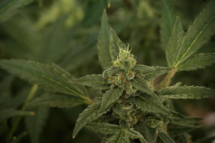 Catching The Ghost Train Haze @ Zamnesia. Week 12 - Ghost Train Haze no veg 