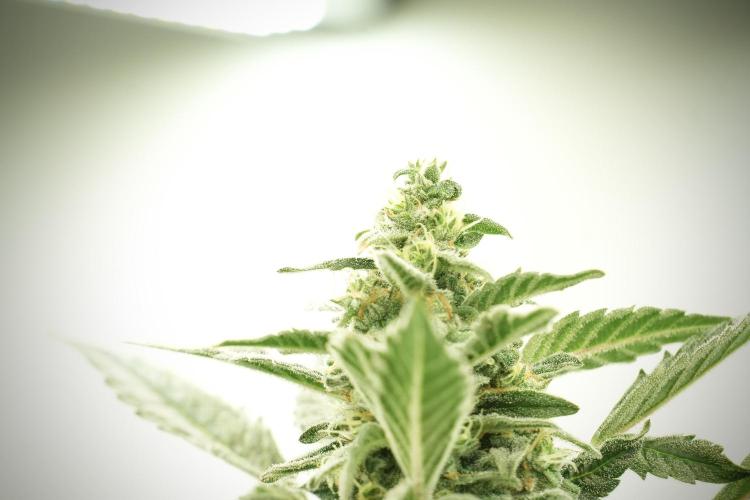 Catching The Ghost Train Haze @ Zamnesia. Week 12 - Ghost Train Haze no veg 