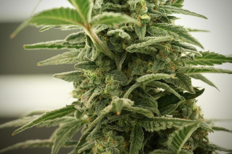 Catching The Ghost Train Haze @ Zamnesia. Week 12 - Ghost Train Haze no veg 