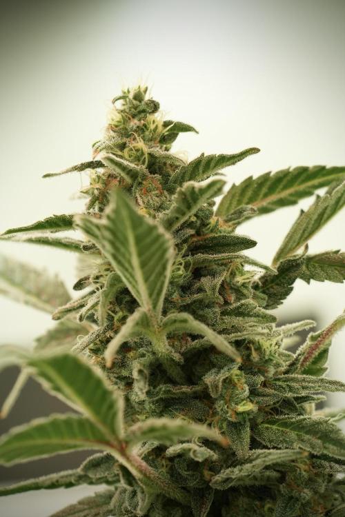 Catching The Ghost Train Haze @ Zamnesia. Week 12 - Ghost Train Haze no veg 