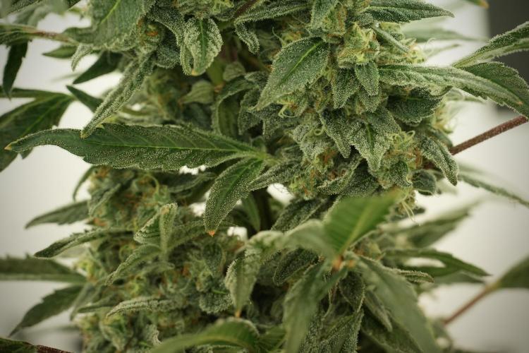 Catching The Ghost Train Haze @ Zamnesia. Week 12 - Ghost Train Haze no veg 