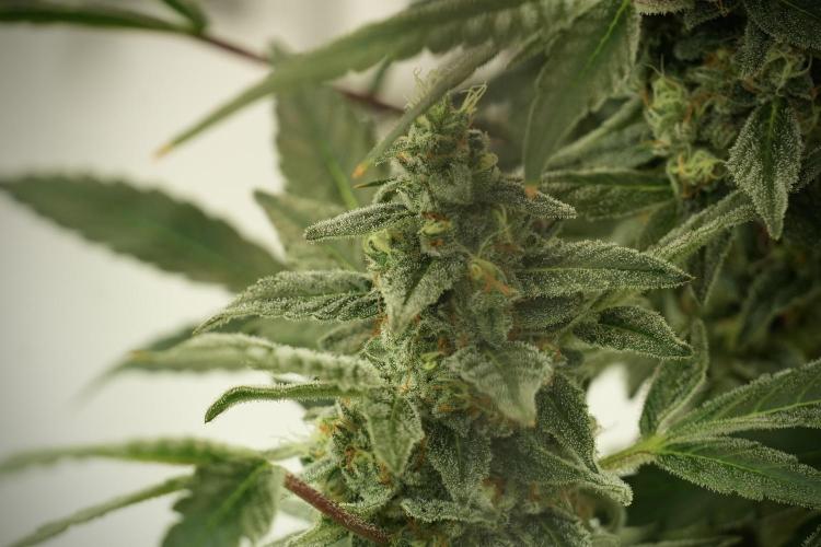 Catching The Ghost Train Haze @ Zamnesia. Week 12 - Ghost Train Haze no veg 