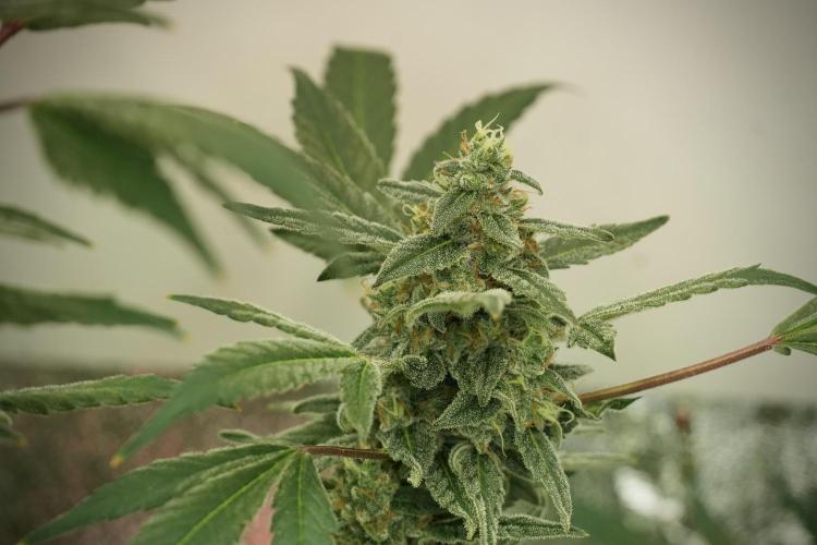 Catching The Ghost Train Haze @ Zamnesia. Week 12 - Ghost Train Haze no veg 