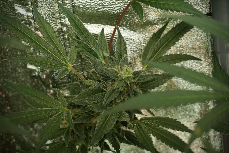Catching The Ghost Train Haze @ Zamnesia. Week 12 - Ghost Train Haze no veg 