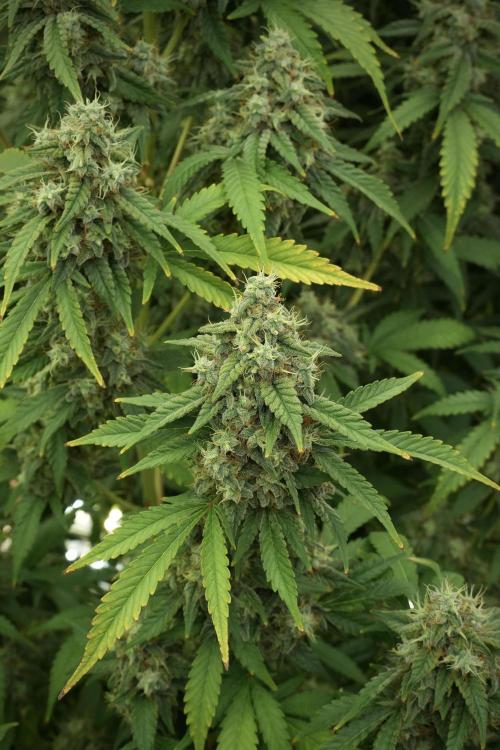 Skywalker OG Legends of the 12/12 Galaxy. Week 12 - Skywalker OG no Veg and shinning bright 