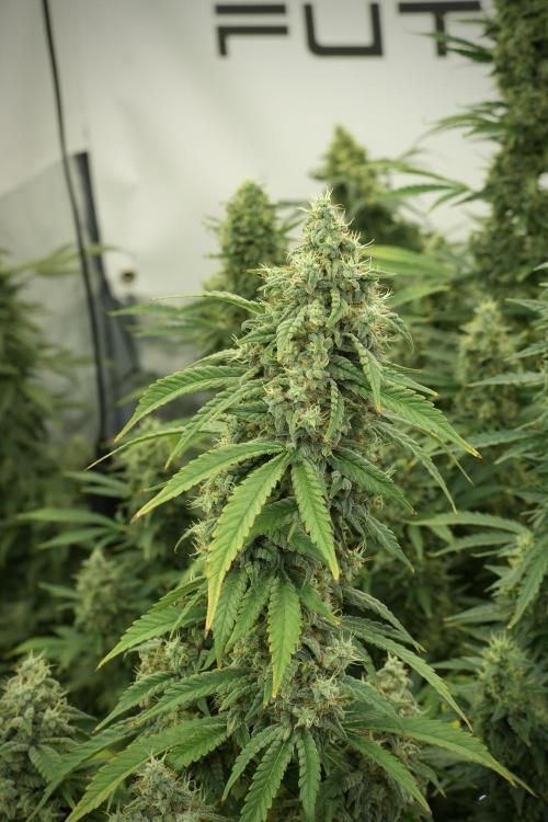 Skywalker OG Legends of the 12/12 Galaxy. Week 12 - Skywalker OG no Veg and shinning bright 
