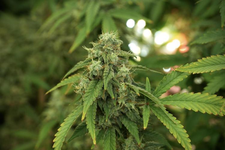 Skywalker OG Legends of the 12/12 Galaxy. Week 12 - Skywalker OG no Veg and shinning bright 