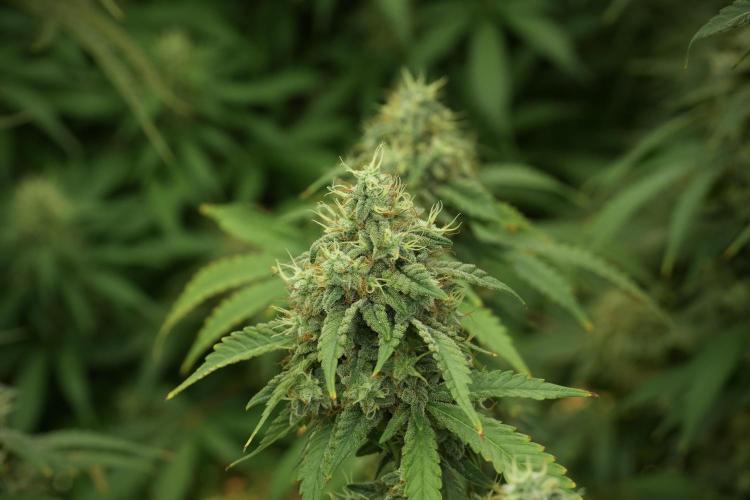 Skywalker OG Legends of the 12/12 Galaxy. Week 12 - Skywalker OG no Veg and shinning bright 