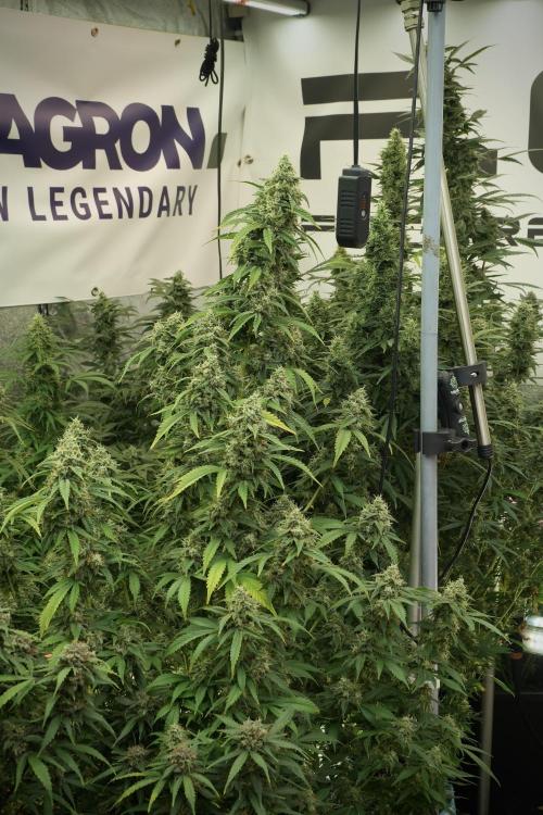 Skywalker OG Legends of the 12/12 Galaxy. Week 12 - Skywalker OG no Veg and shinning bright 