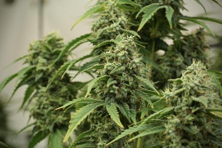 Skywalker OG Legends of the 12/12 Galaxy. Week 12 - Skywalker OG no Veg and shinning bright 