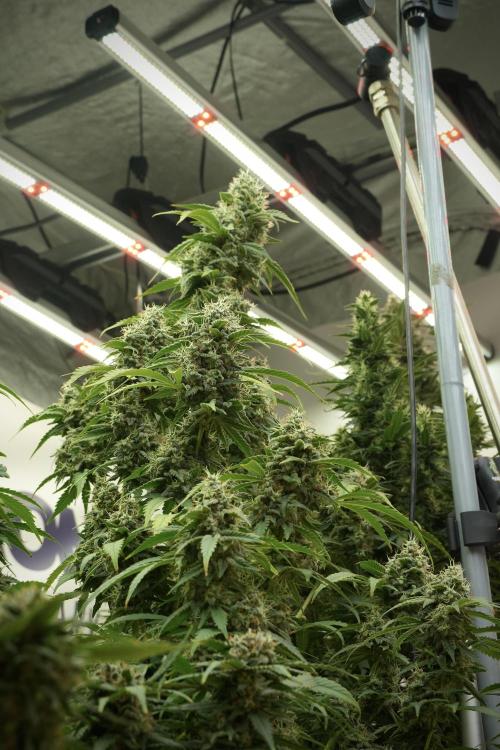 Skywalker OG Legends of the 12/12 Galaxy. Week 12 - Skywalker OG no Veg and shinning bright 