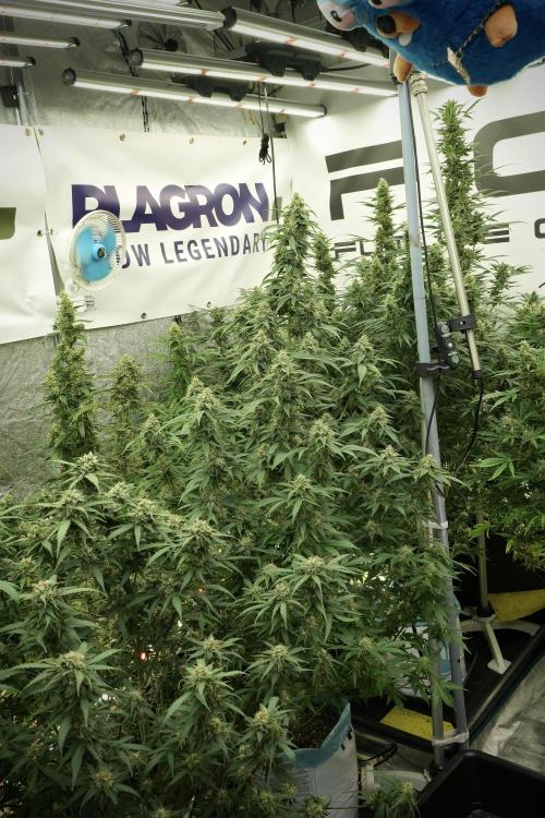 Skywalker OG Legends of the 12/12 Galaxy. Week 12 - Skywalker OG no Veg and shinning bright 