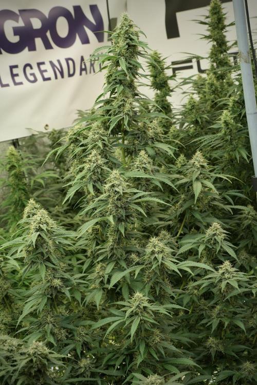 Skywalker OG Legends of the 12/12 Galaxy. Week 12 - Skywalker OG no Veg and shinning bright 
