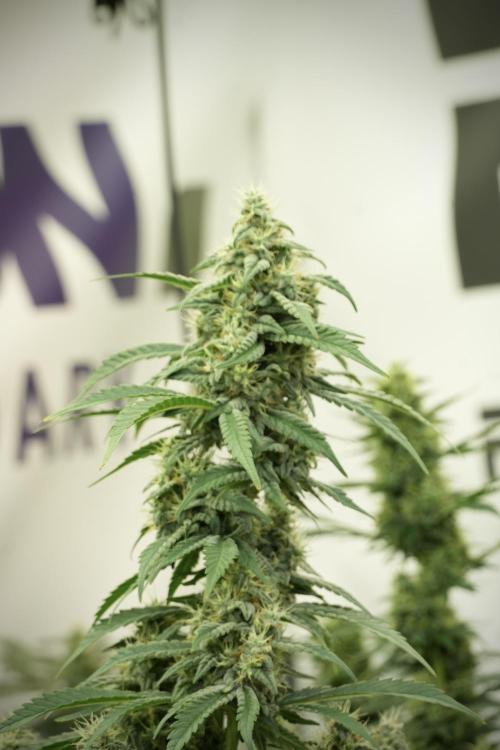 Skywalker OG Legends of the 12/12 Galaxy. Week 12 - Skywalker OG no Veg and shinning bright 