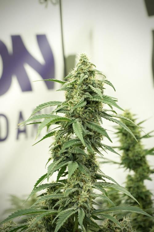 Skywalker OG Legends of the 12/12 Galaxy. Week 12 - Skywalker OG no Veg and shinning bright 