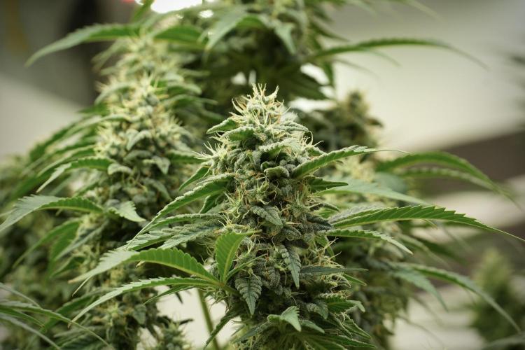 Skywalker OG Legends of the 12/12 Galaxy. Week 12 - Skywalker OG no Veg and shinning bright 