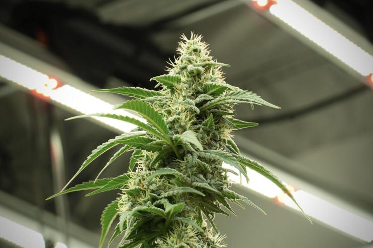 Skywalker OG Legends of the 12/12 Galaxy. Week 12 - Skywalker OG no Veg and shinning bright 