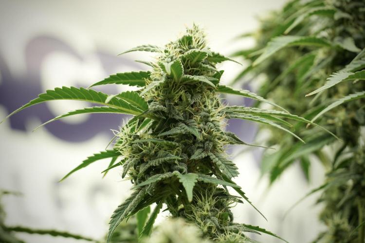 Skywalker OG Legends of the 12/12 Galaxy. Week 12 - Skywalker OG no Veg and shinning bright 