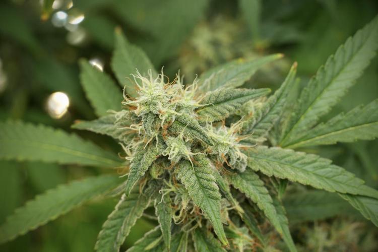 Skywalker OG Legends of the 12/12 Galaxy. Week 12 - Skywalker OG no Veg and shinning bright 