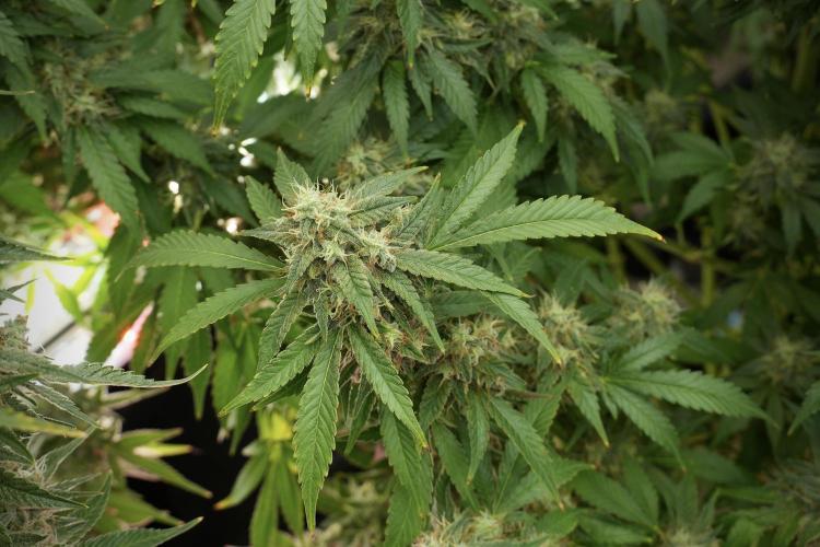Skywalker OG Legends of the 12/12 Galaxy. Week 12 - Skywalker OG no Veg and shinning bright 