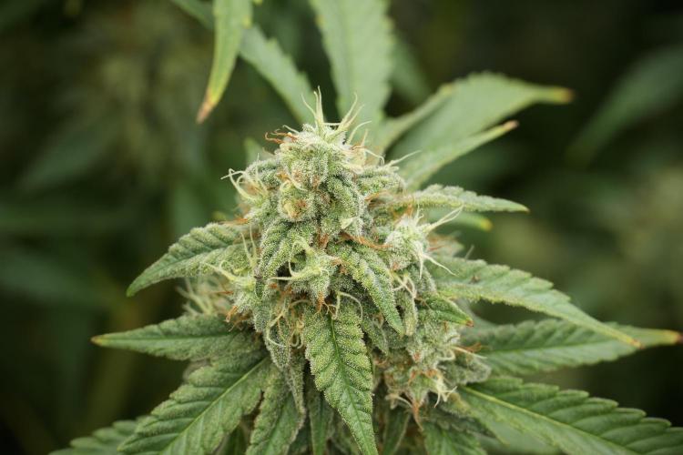Skywalker OG Legends of the 12/12 Galaxy. Week 12 - Skywalker OG no Veg and shinning bright 