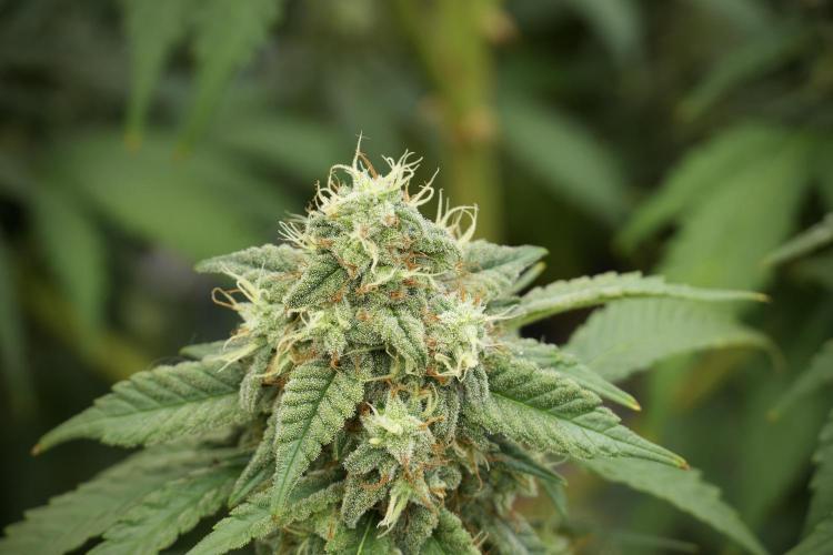 Skywalker OG Legends of the 12/12 Galaxy. Week 12 - Skywalker OG no Veg and shinning bright 