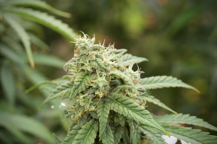 Skywalker OG Legends of the 12/12 Galaxy. Week 12 - Skywalker OG no Veg and shinning bright 