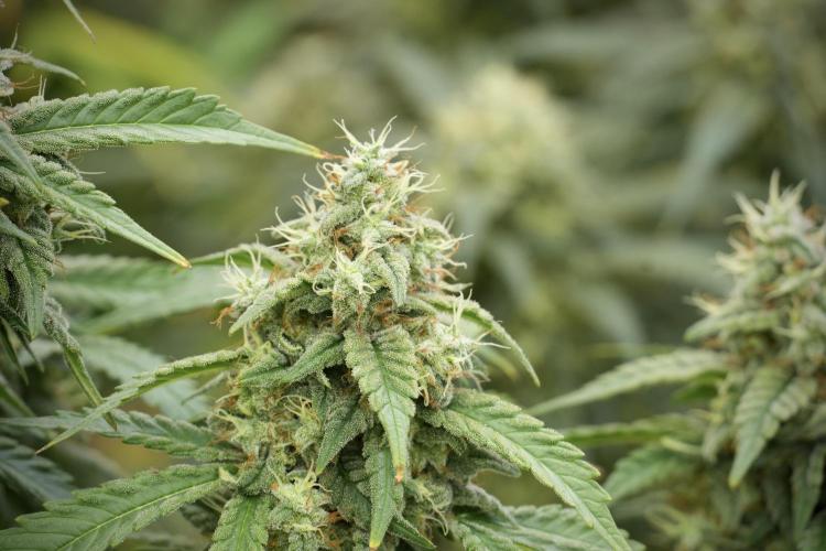 Skywalker OG Legends of the 12/12 Galaxy. Week 12 - Skywalker OG no Veg and shinning bright 