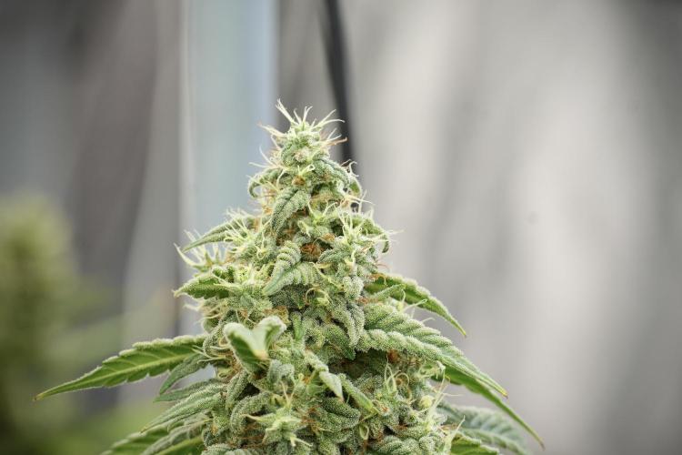 Skywalker OG Legends of the 12/12 Galaxy. Week 12 - Skywalker OG no Veg and shinning bright 