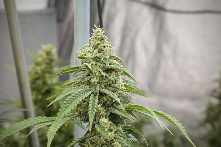 Skywalker OG Legends of the 12/12 Galaxy. Week 12 - Skywalker OG no Veg and shinning bright 