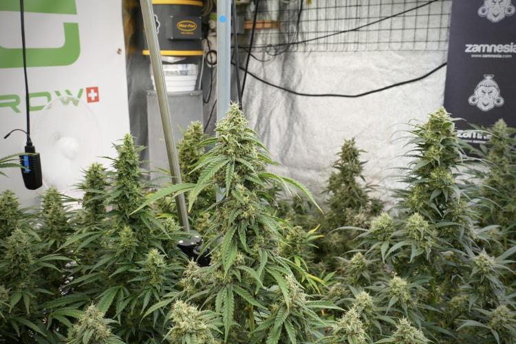 Skywalker OG Legends of the 12/12 Galaxy. Week 12 - Skywalker OG no Veg and shinning bright 