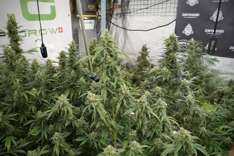 Skywalker OG Legends of the 12/12 Galaxy. Week 12 - Skywalker OG no Veg and shinning bright 