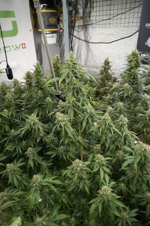 Skywalker OG Legends of the 12/12 Galaxy. Week 12 - Skywalker OG no Veg and shinning bright 