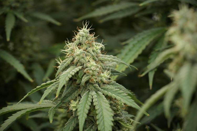 Skywalker OG Legends of the 12/12 Galaxy. Week 12 - Skywalker OG no Veg and shinning bright 