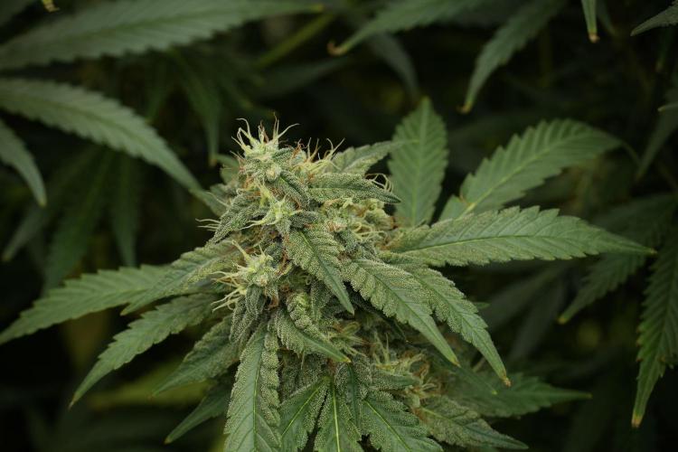 Skywalker OG Legends of the 12/12 Galaxy. Week 12 - Skywalker OG no Veg and shinning bright 