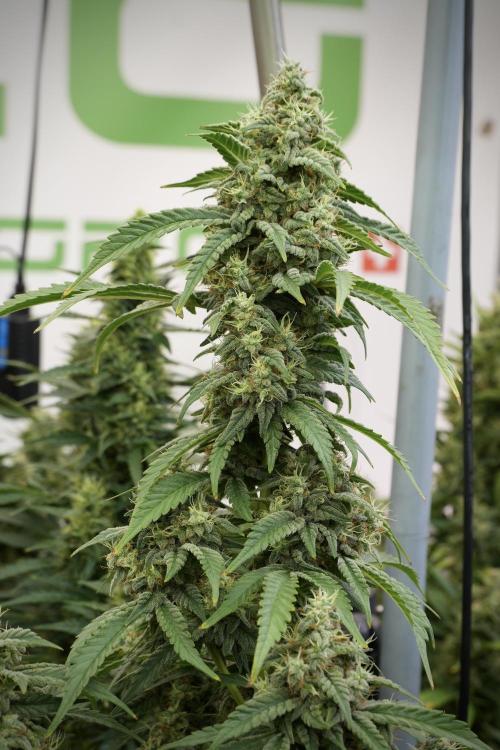Skywalker OG Legends of the 12/12 Galaxy. Week 12 - Skywalker OG no Veg and shinning bright 