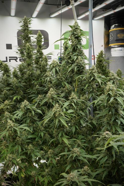 Skywalker OG Legends of the 12/12 Galaxy. Week 12 - Skywalker OG no Veg and shinning bright 