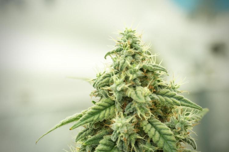 Skywalker OG Legends of the 12/12 Galaxy. Week 12 - Skywalker OG no Veg and shinning bright 