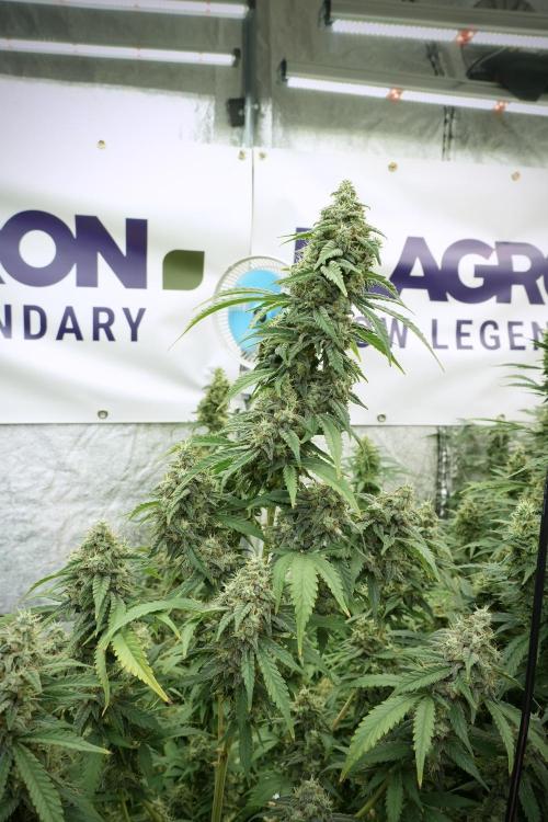 Skywalker OG Legends of the 12/12 Galaxy. Week 12 - Skywalker OG no Veg and shinning bright 