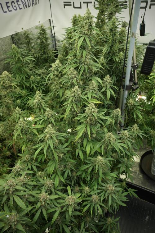 Skywalker OG Legends of the 12/12 Galaxy. Week 12 - Skywalker OG no Veg and shinning bright 