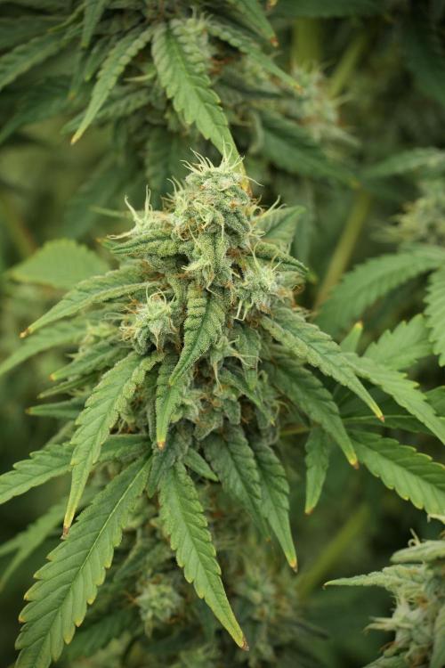 Skywalker OG Legends of the 12/12 Galaxy. Week 12 - Skywalker OG no Veg and shinning bright 