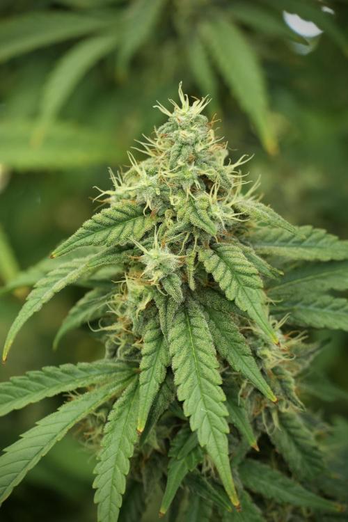 Skywalker OG Legends of the 12/12 Galaxy. Week 12 - Skywalker OG no Veg and shinning bright 