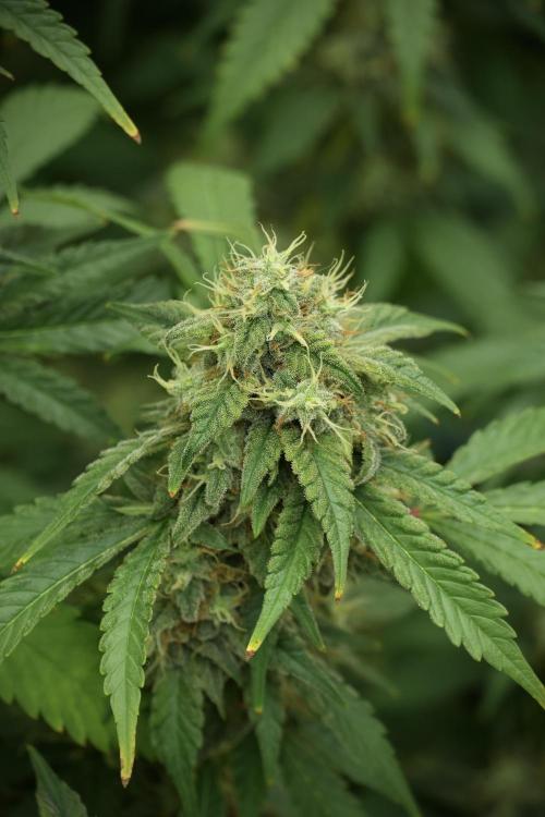 Skywalker OG Legends of the 12/12 Galaxy. Week 12 - Skywalker OG no Veg and shinning bright 