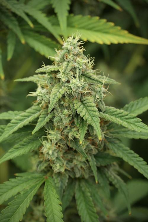 Skywalker OG Legends of the 12/12 Galaxy. Week 12 - Skywalker OG no Veg and shinning bright 